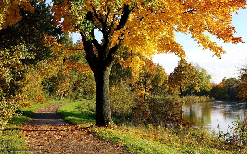 Autumn Tree by River — Yellow, Serene, Photograph, Path