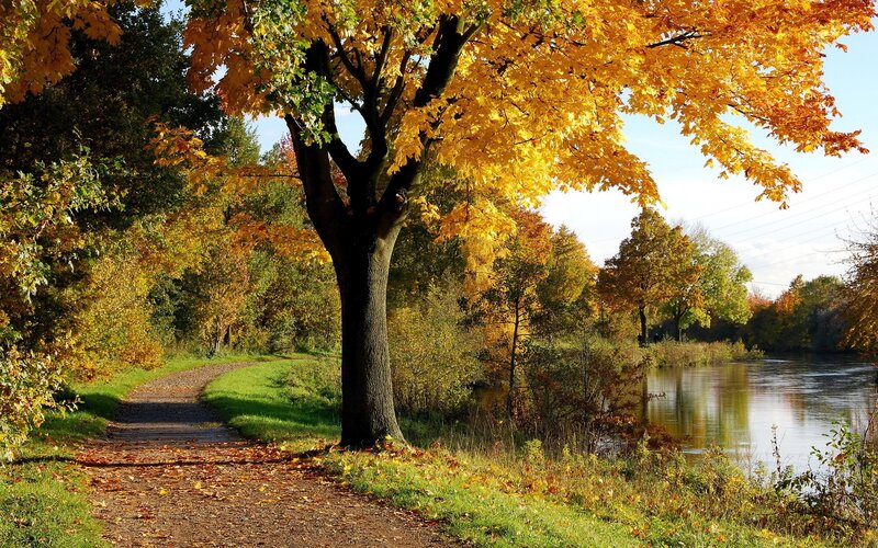 Autumn Tree by River — Yellow, Serene, Photograph, Path, Trees, Green