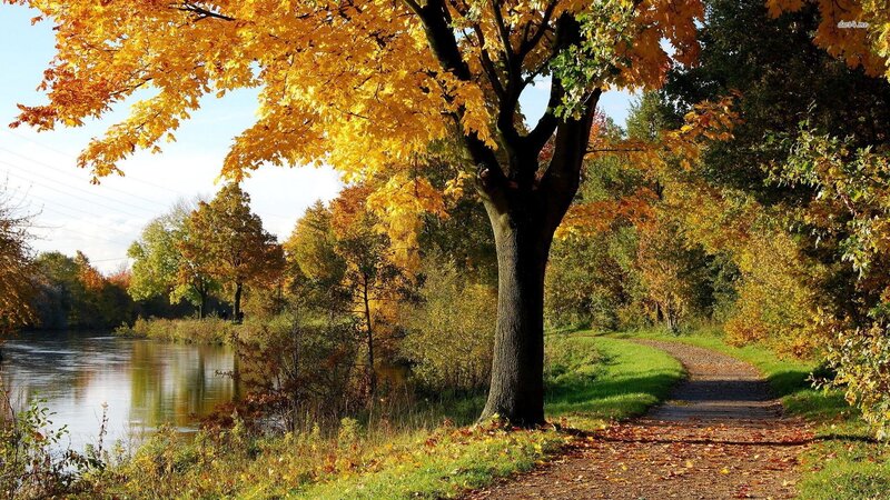 Autumn Tree by River — Yellow, Serene, Photograph