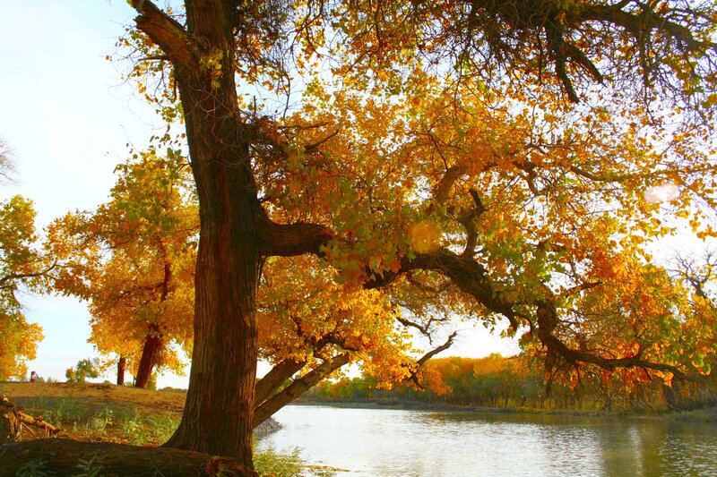 Autumn Tree by River — Yellow, Serene, Photograph, Trees