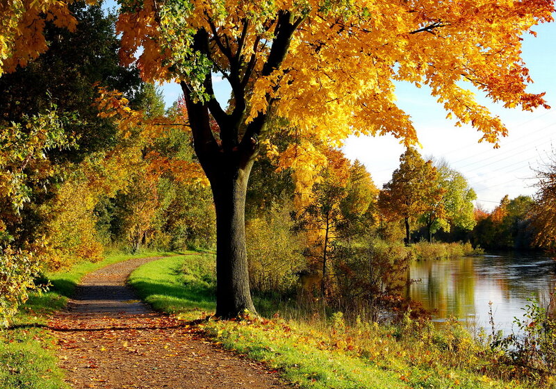 Autumn Tree by River — Yellow, Serene