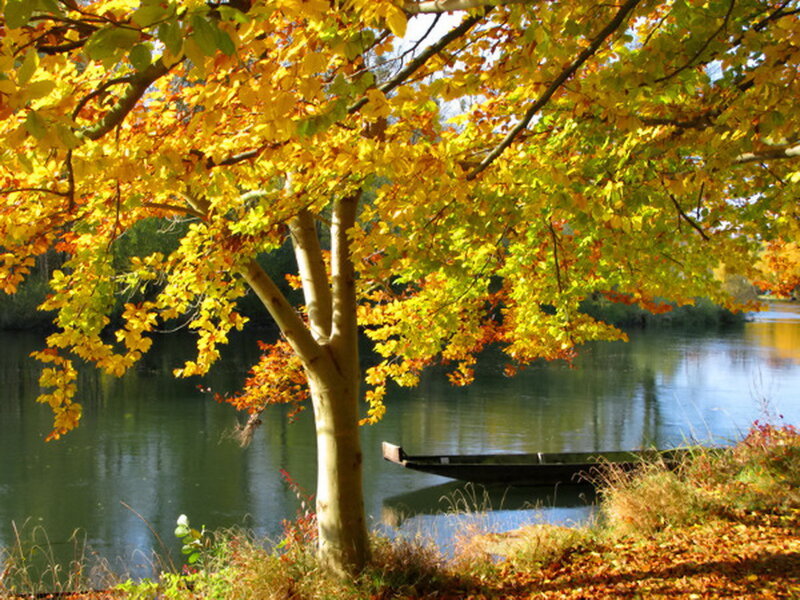 Autumn Tree by River — Yellow