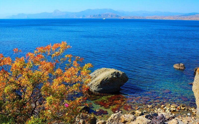 Autumn Tree by Sea