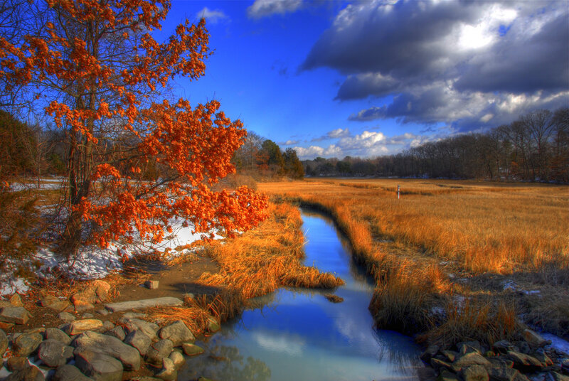 Autumn Tree by Stream — Blue
