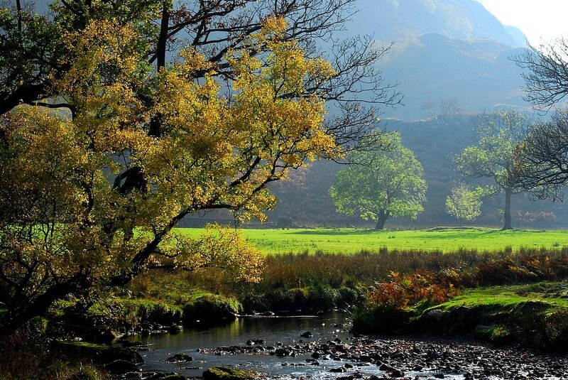 Autumn Tree by Stream — Green