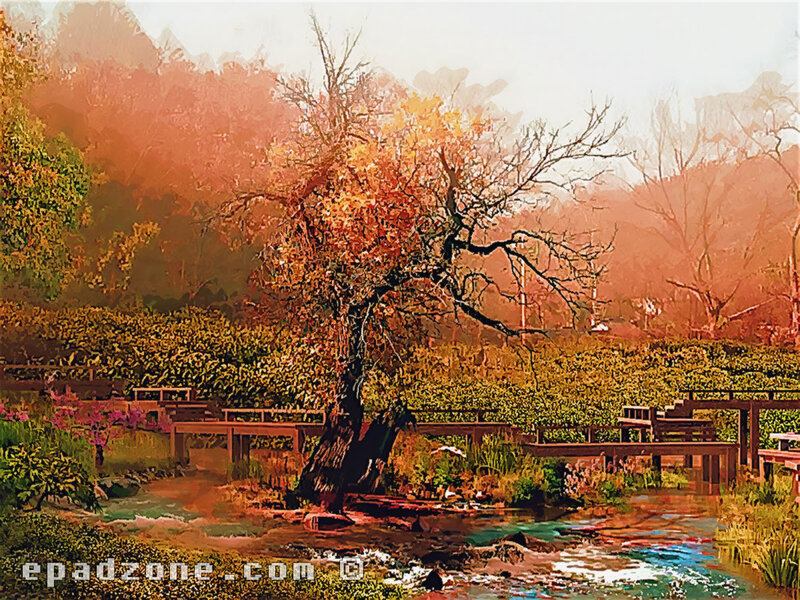 Autumn Tree by Stream — Orange