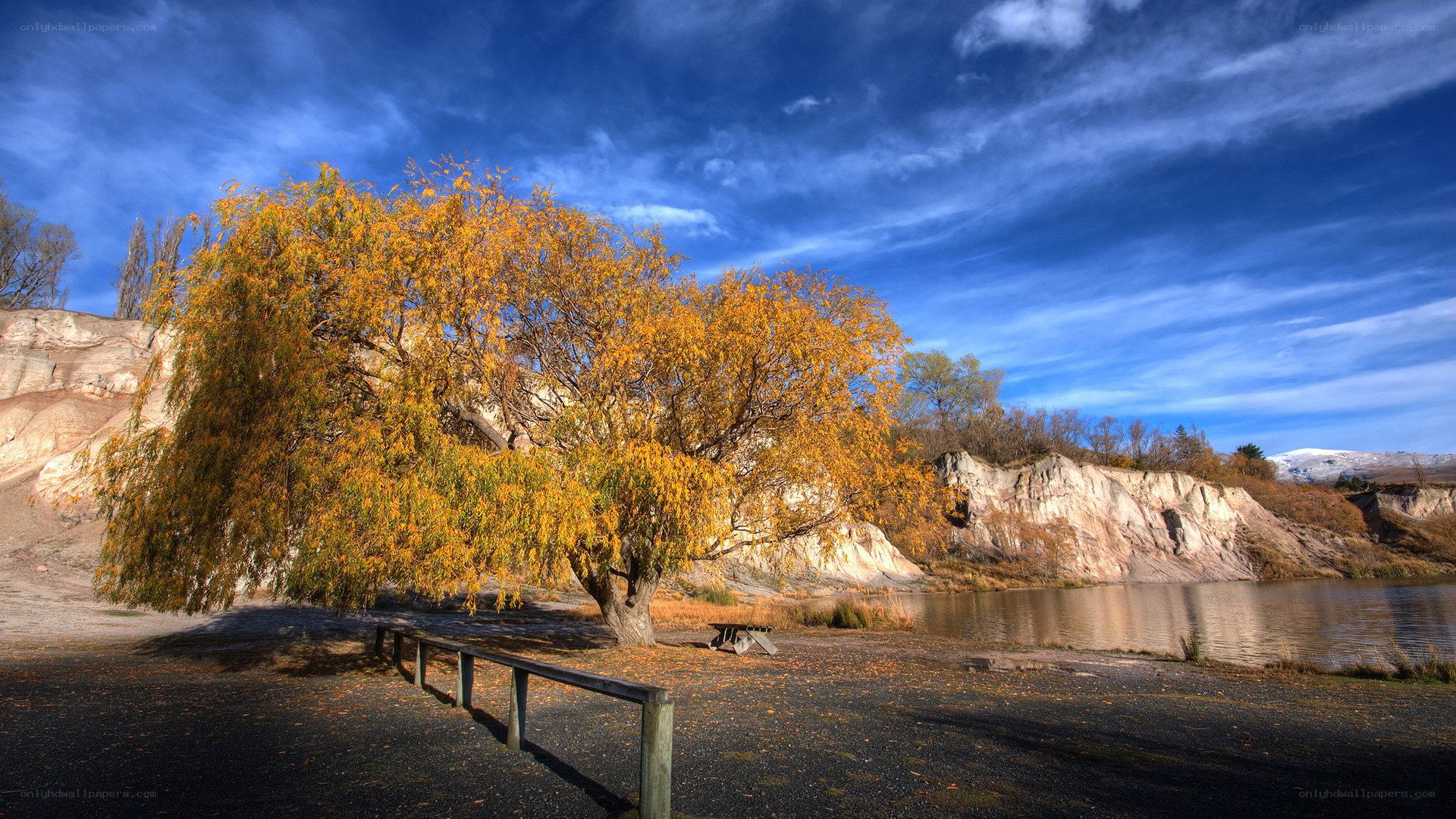 Autumn tree by the lake