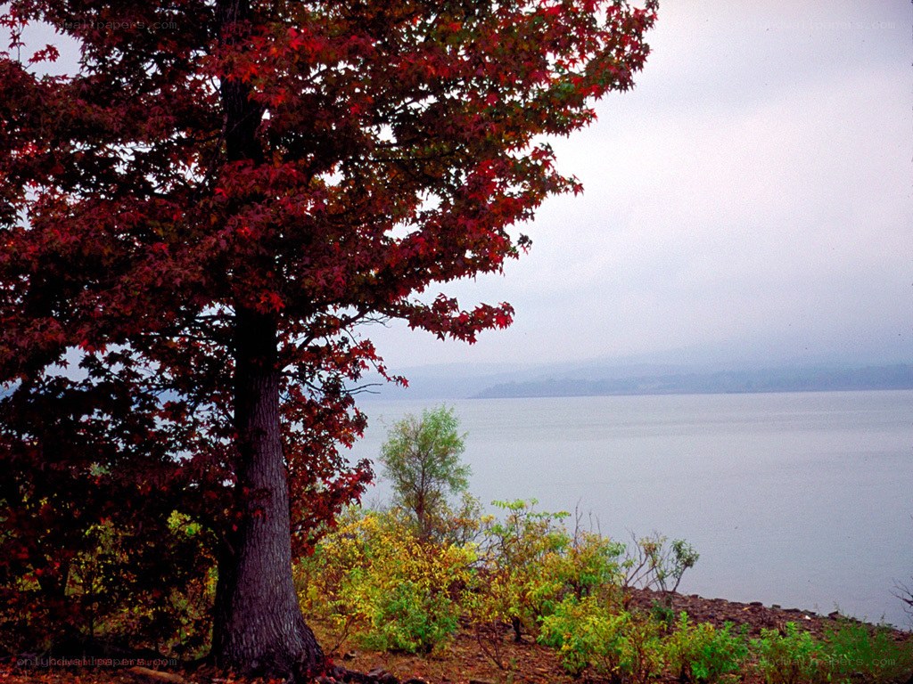 Autumn tree by the lake