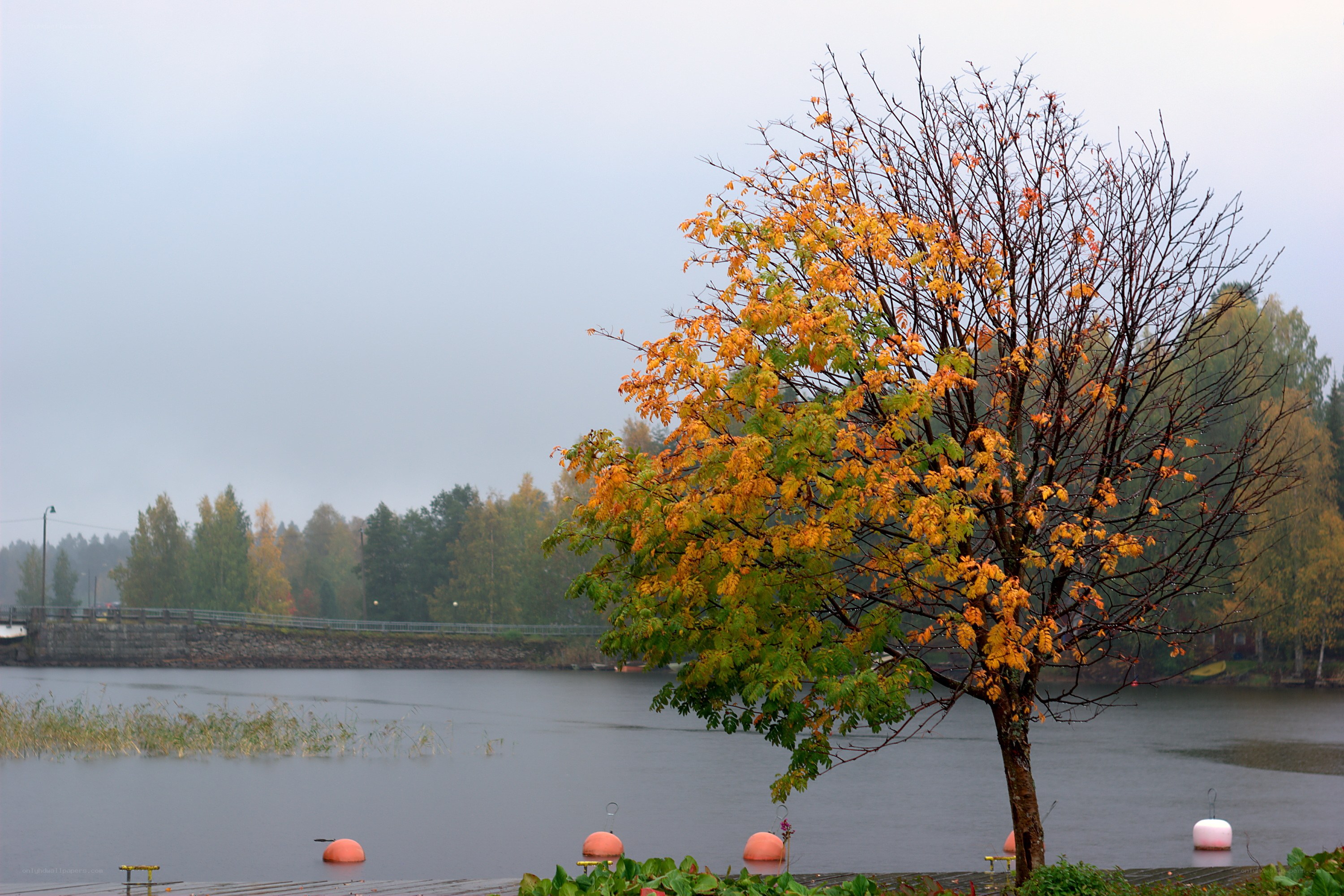 Autumn tree by the lake