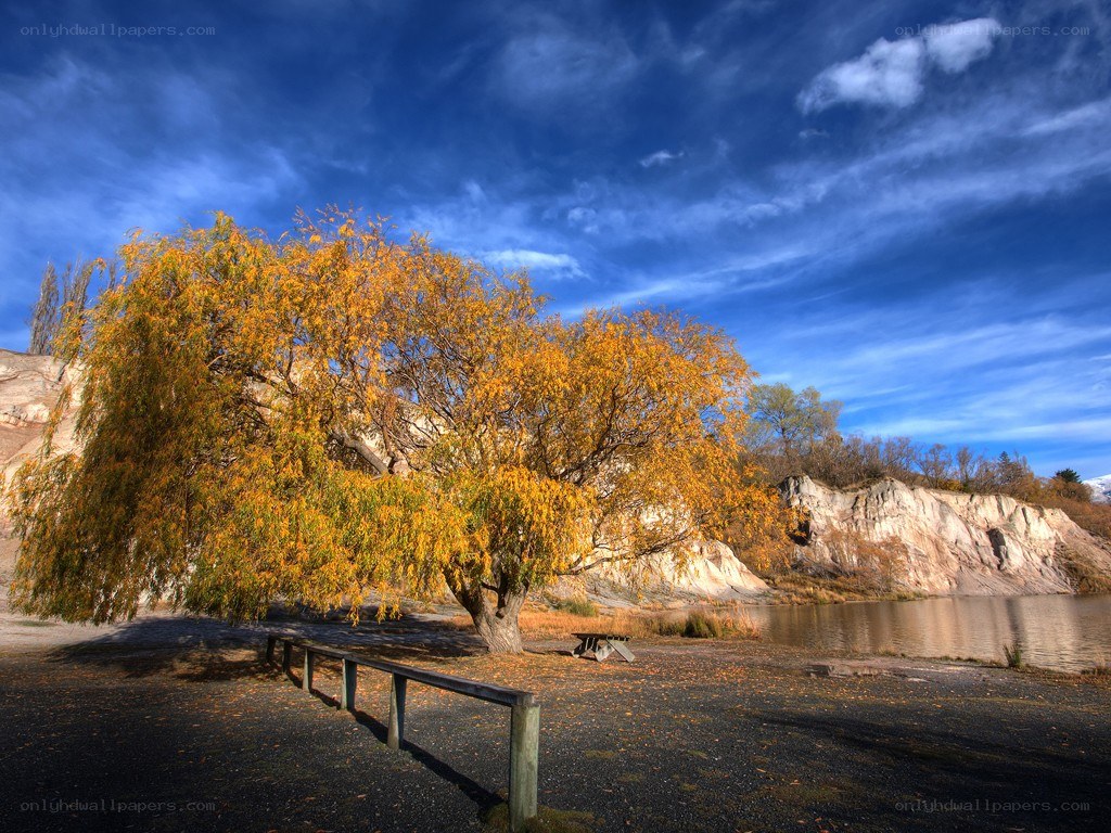 Autumn tree by the lake