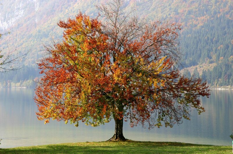 Autumn tree by the lake