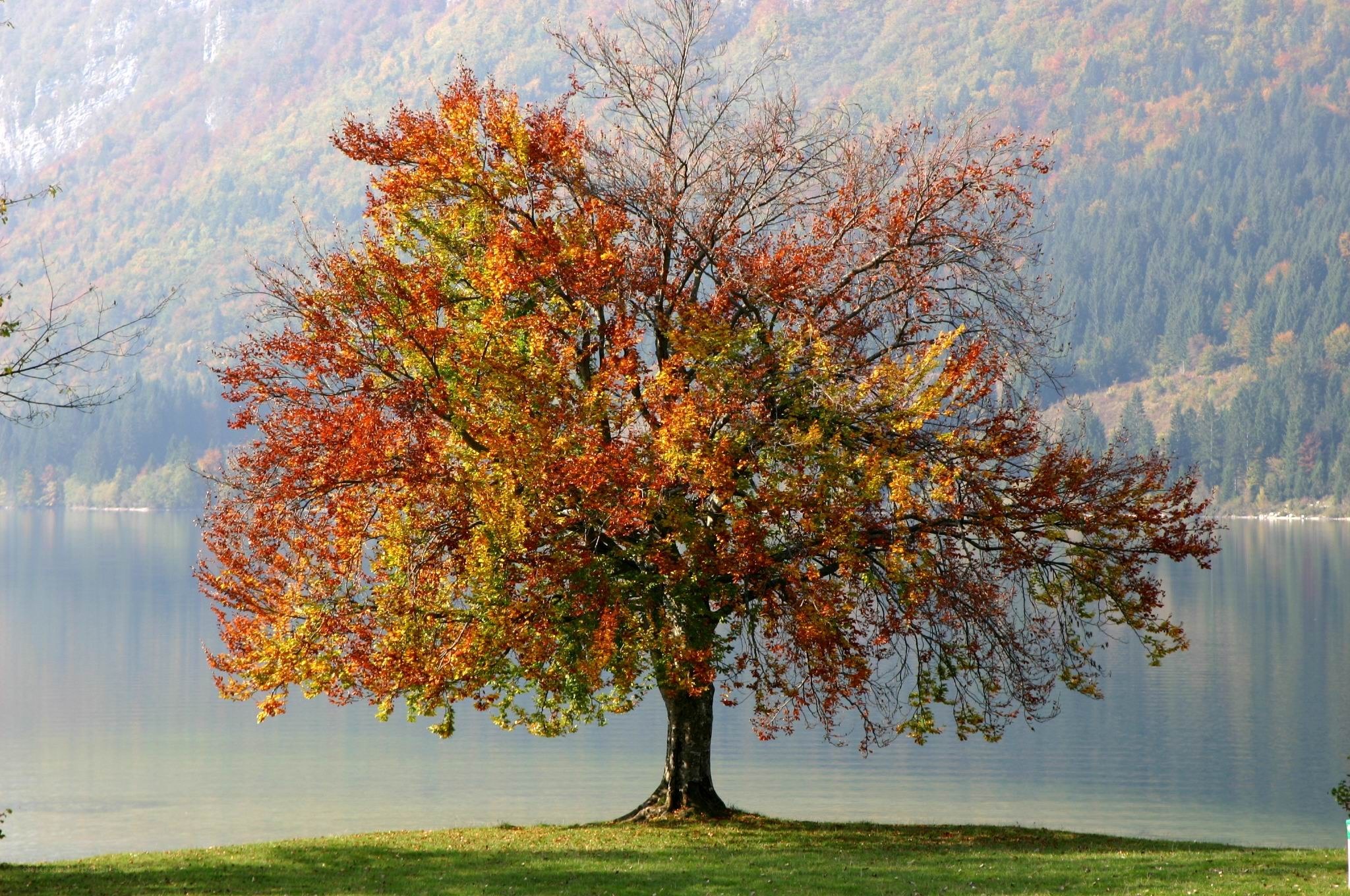 Autumn tree by the lake