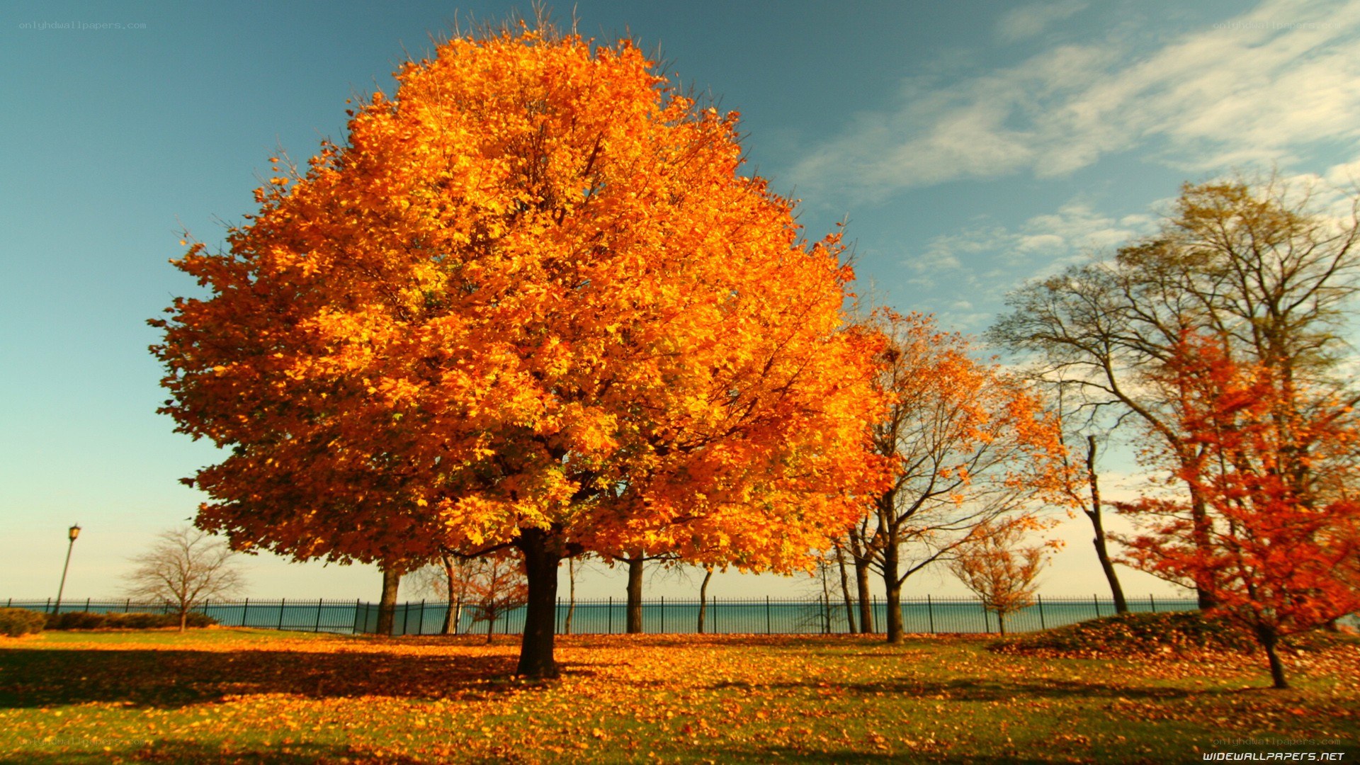 Autumn tree by the lake