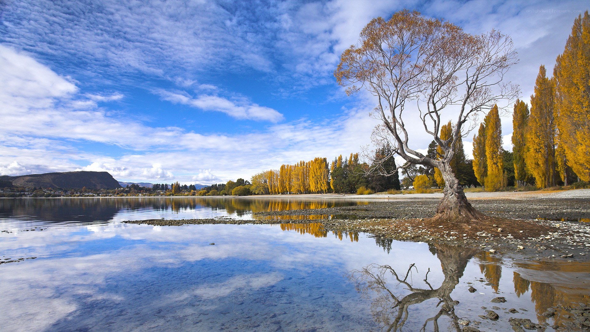 Autumn tree by the lake