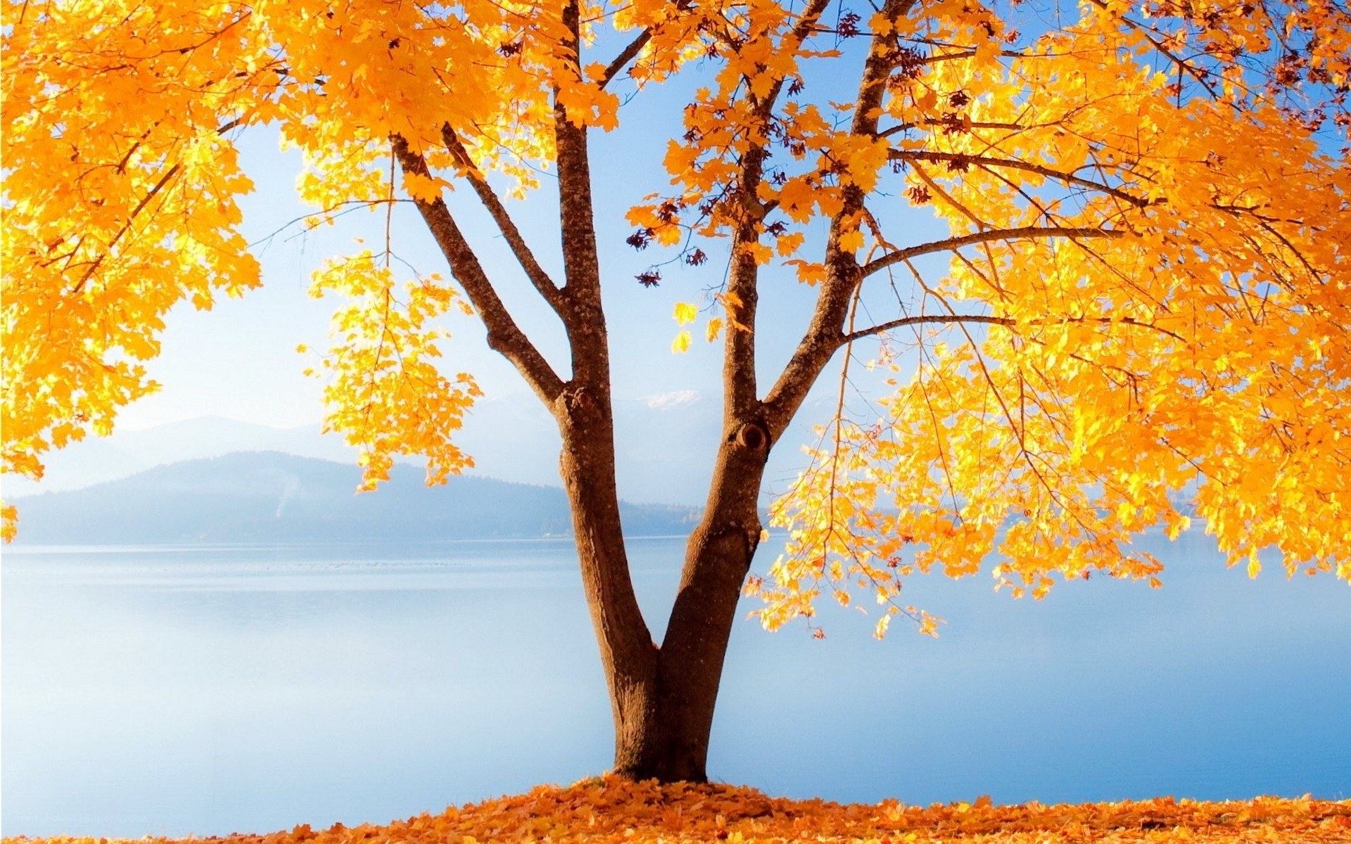 Autumn tree by the lake