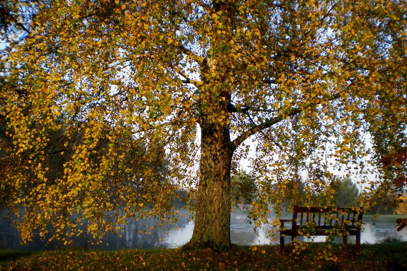 Autumn tree by the lake