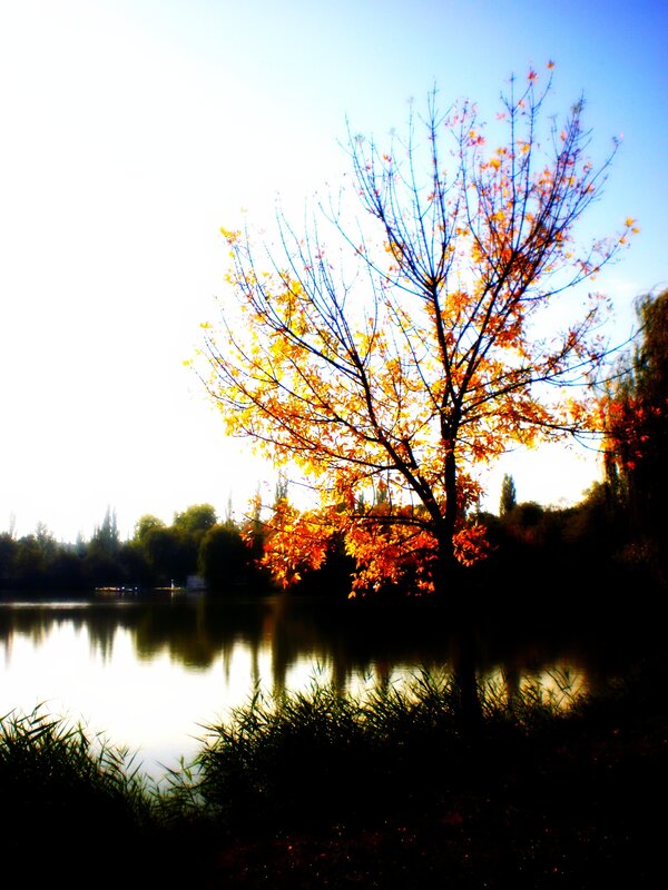 Autumn tree by the lake