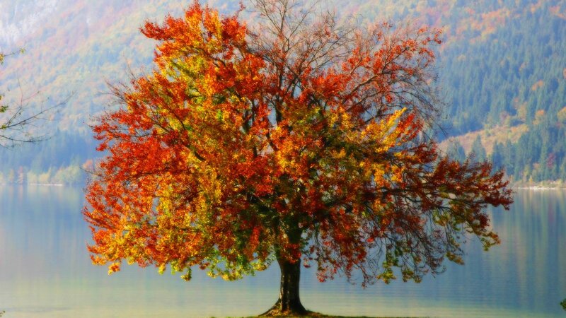 Autumn tree by the lake