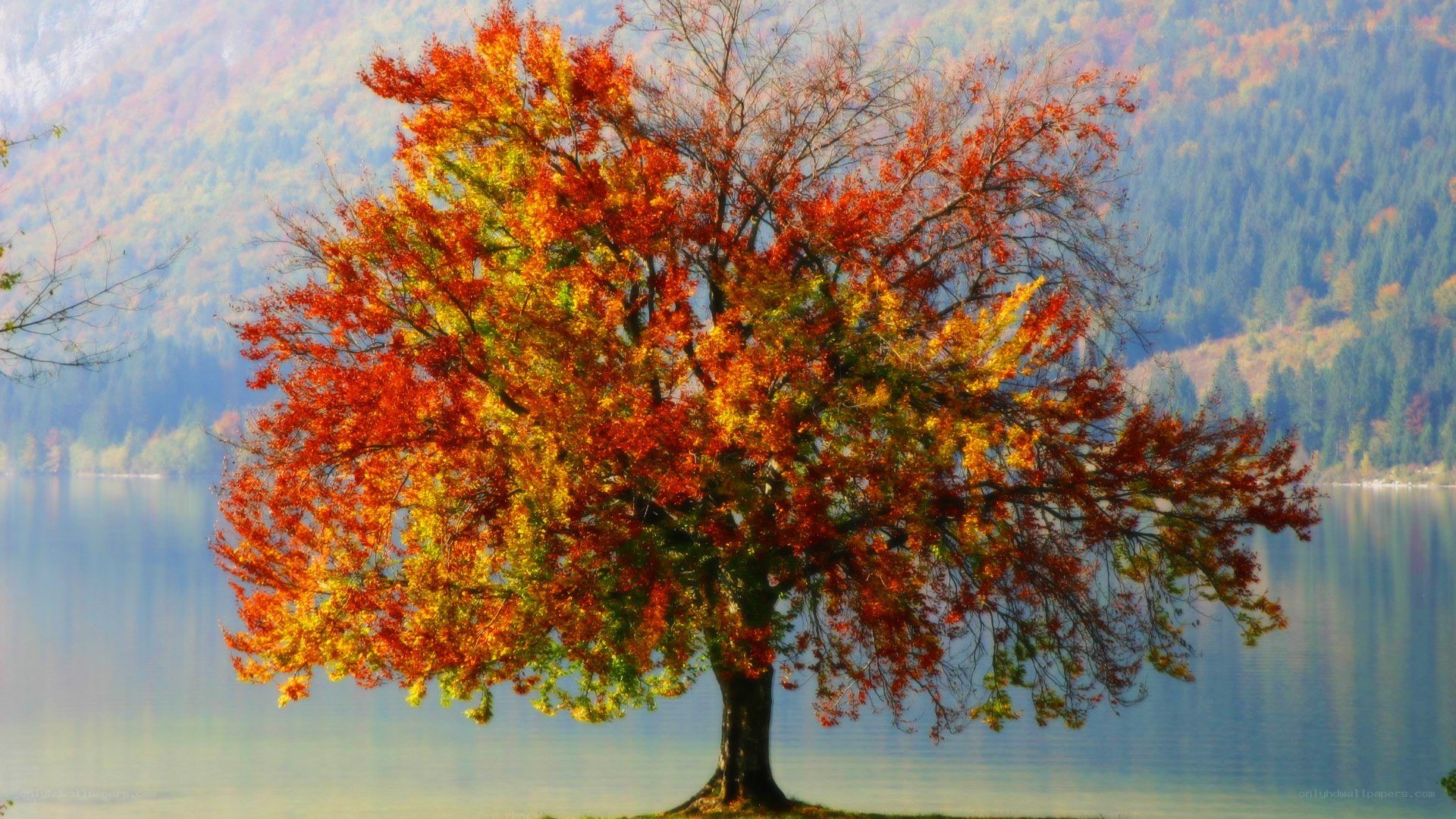 Autumn tree by the lake