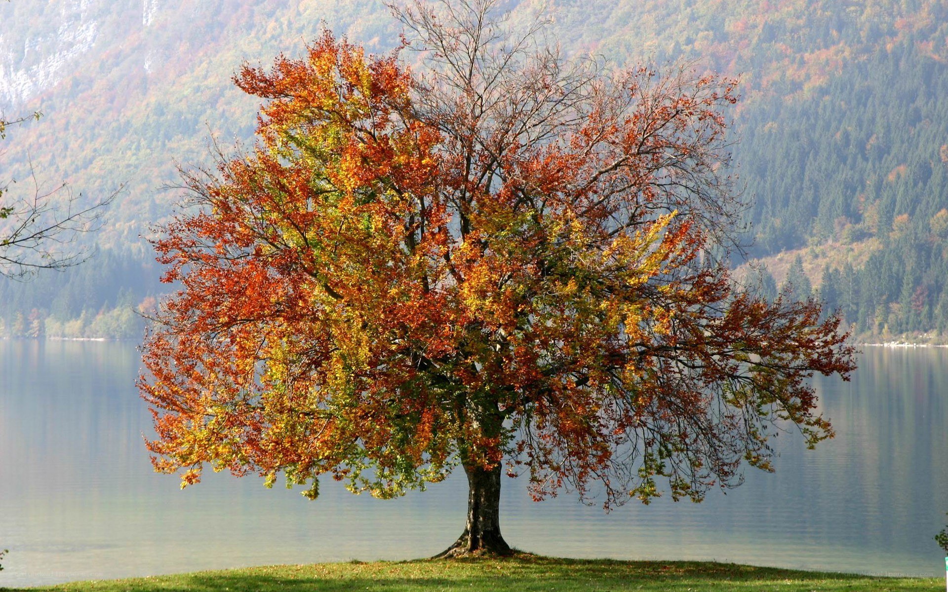Autumn tree by the lake