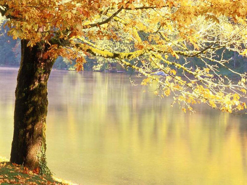 Autumn tree by the lake
