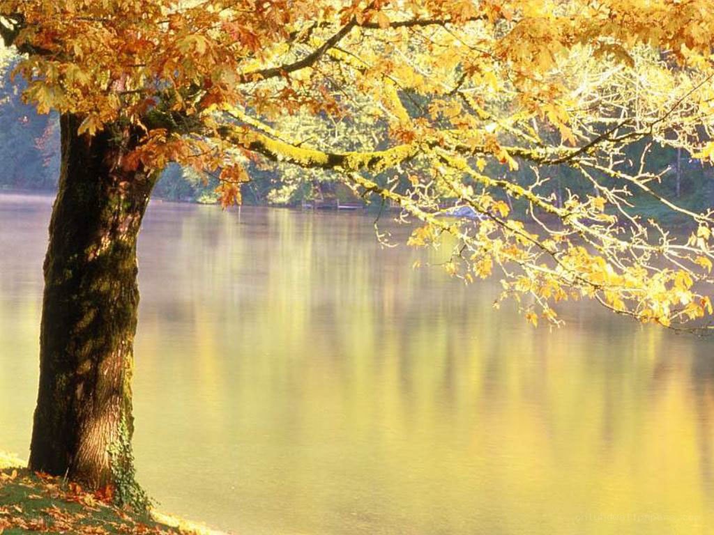 Autumn tree by the lake