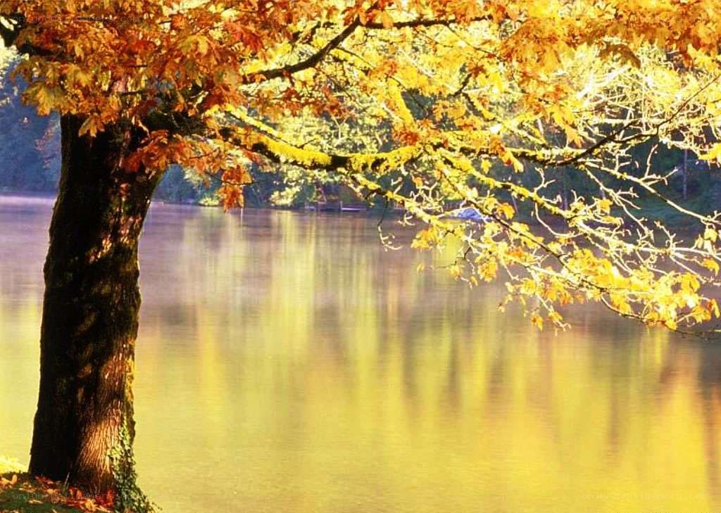 Autumn tree by the lake