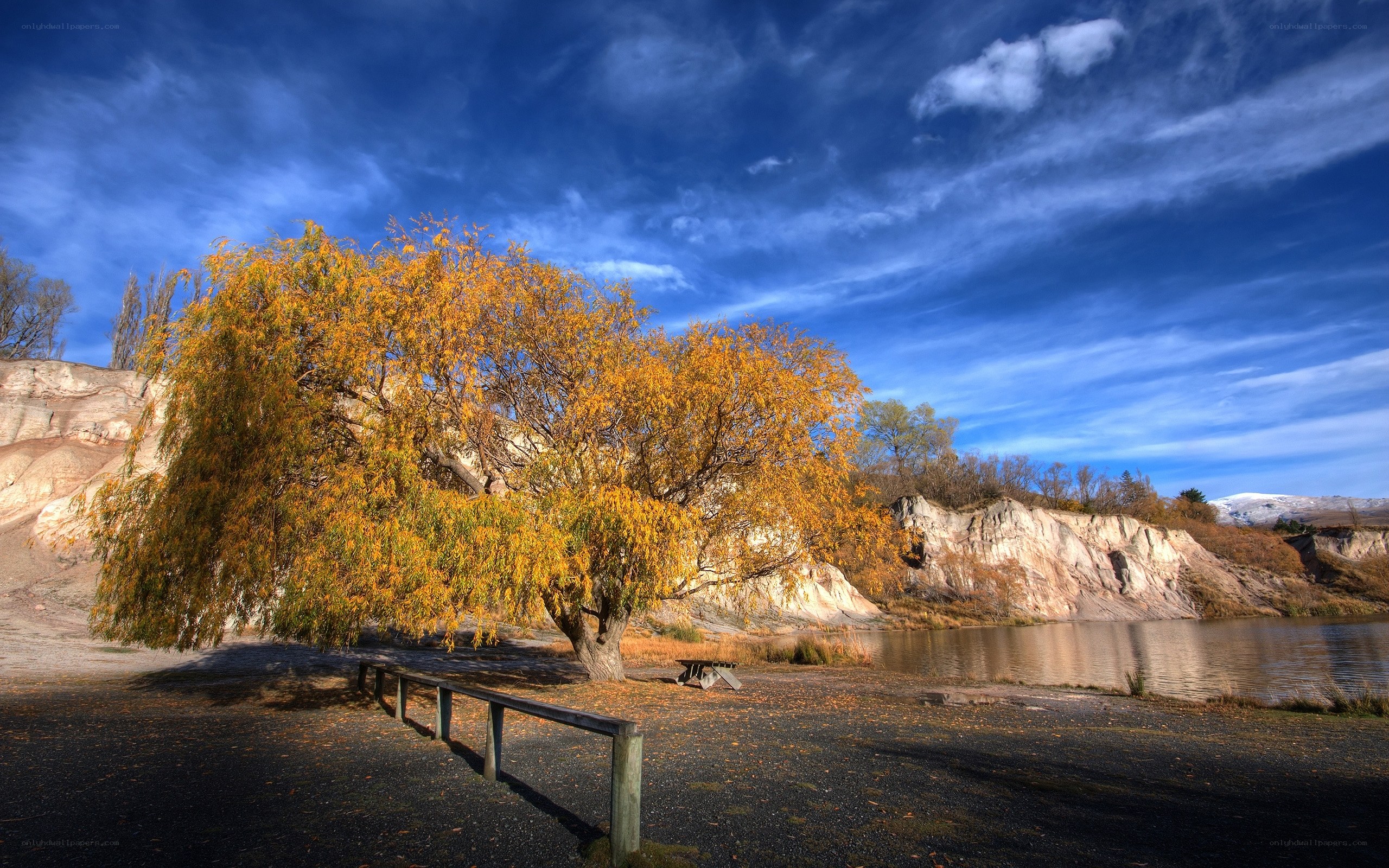 Autumn tree by the lake