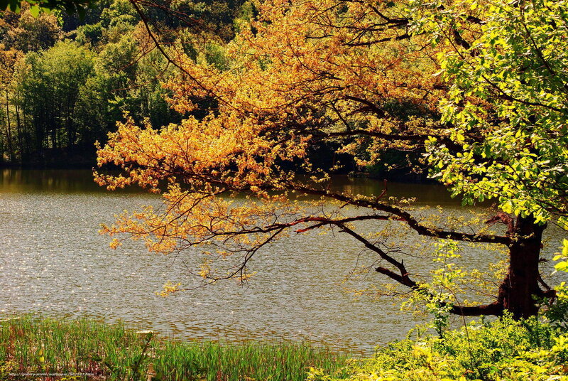 Autumn tree by the lake
