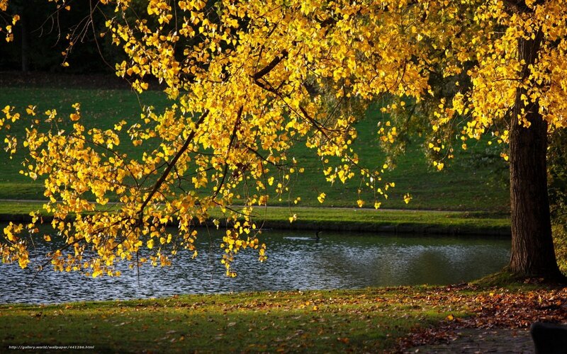 Autumn tree by the pond