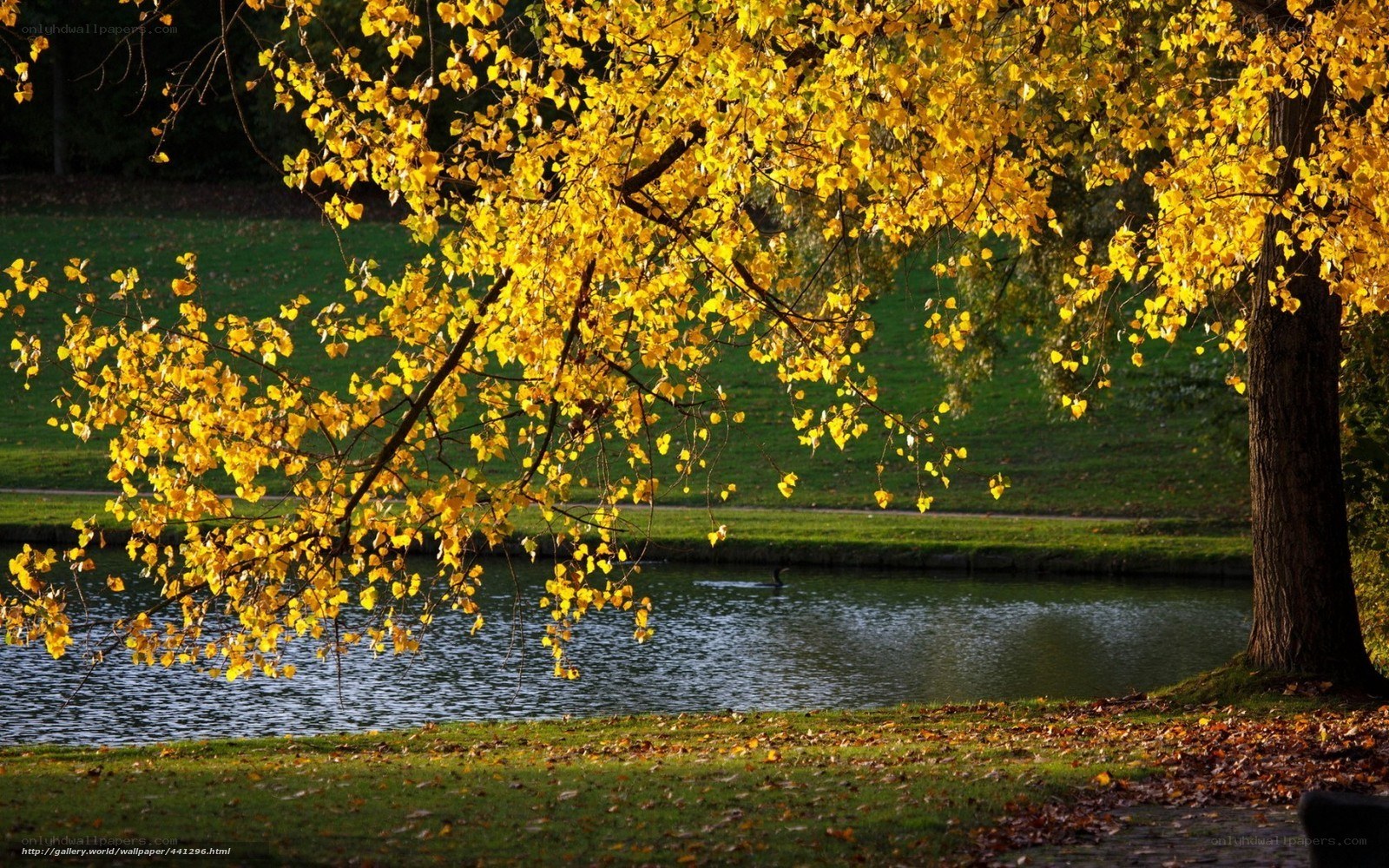 Autumn tree by the pond
