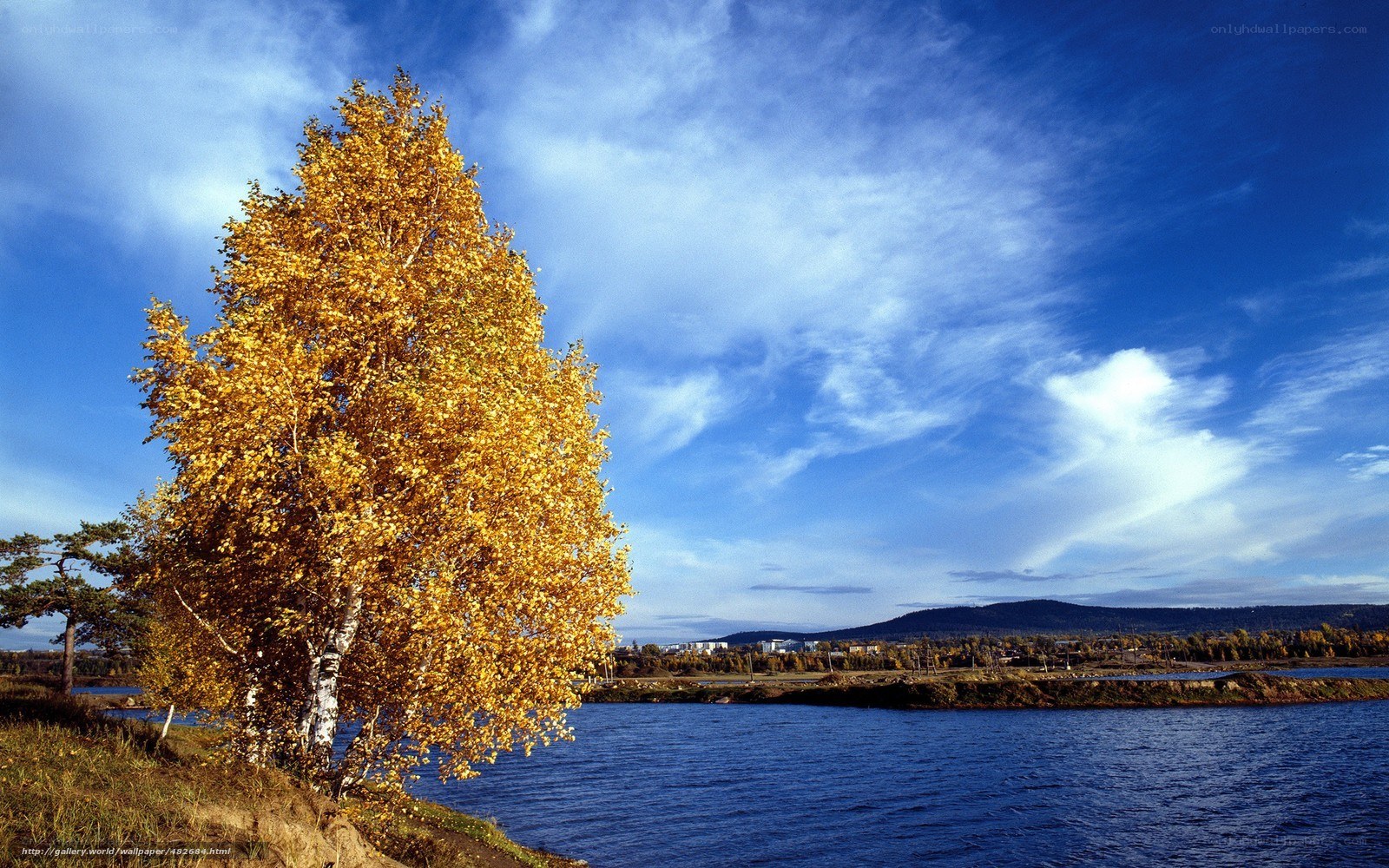 Autumn tree by the river