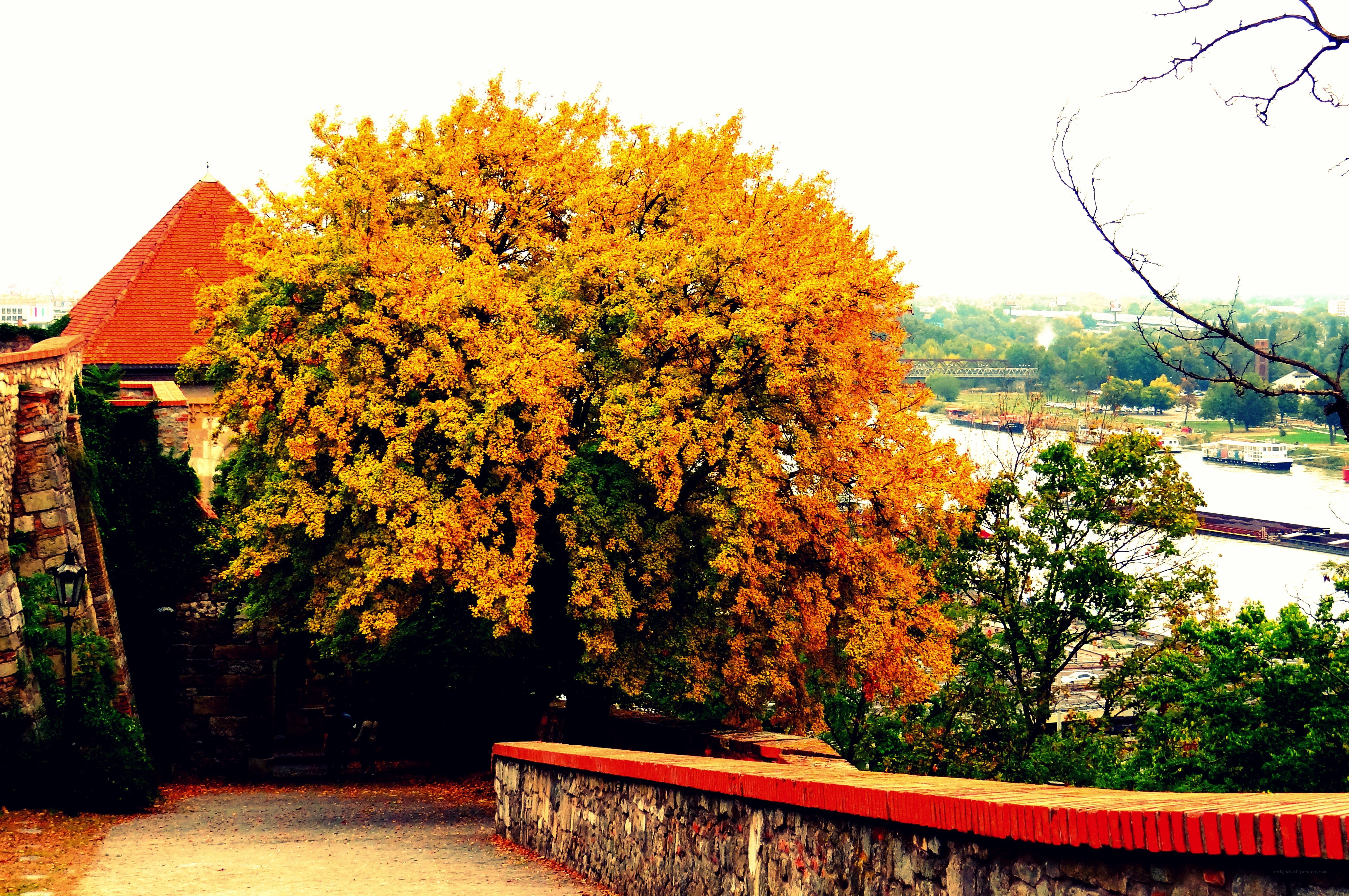 Autumn tree by the river