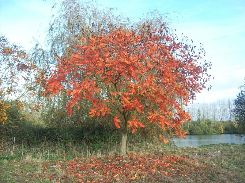 Autumn tree by the river