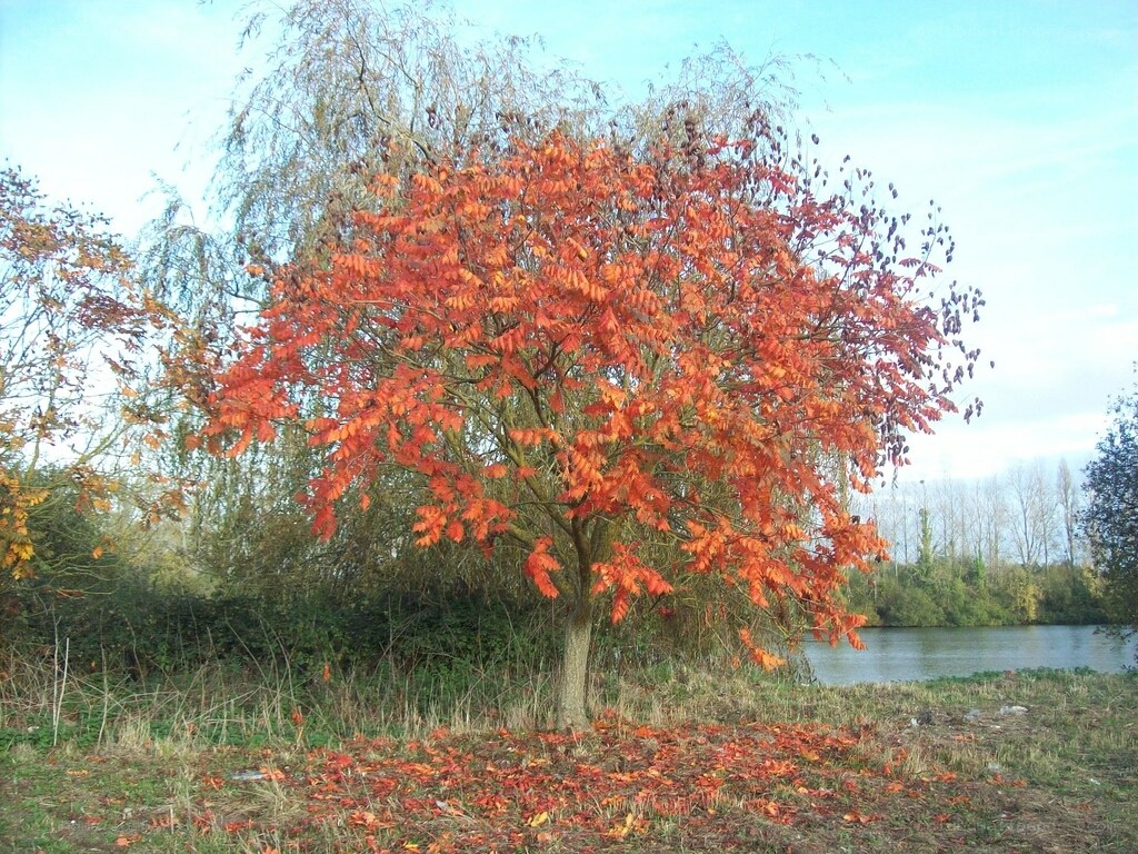 Autumn tree by the river
