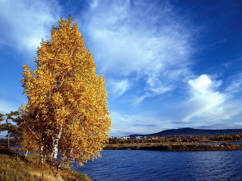 Autumn tree by the river