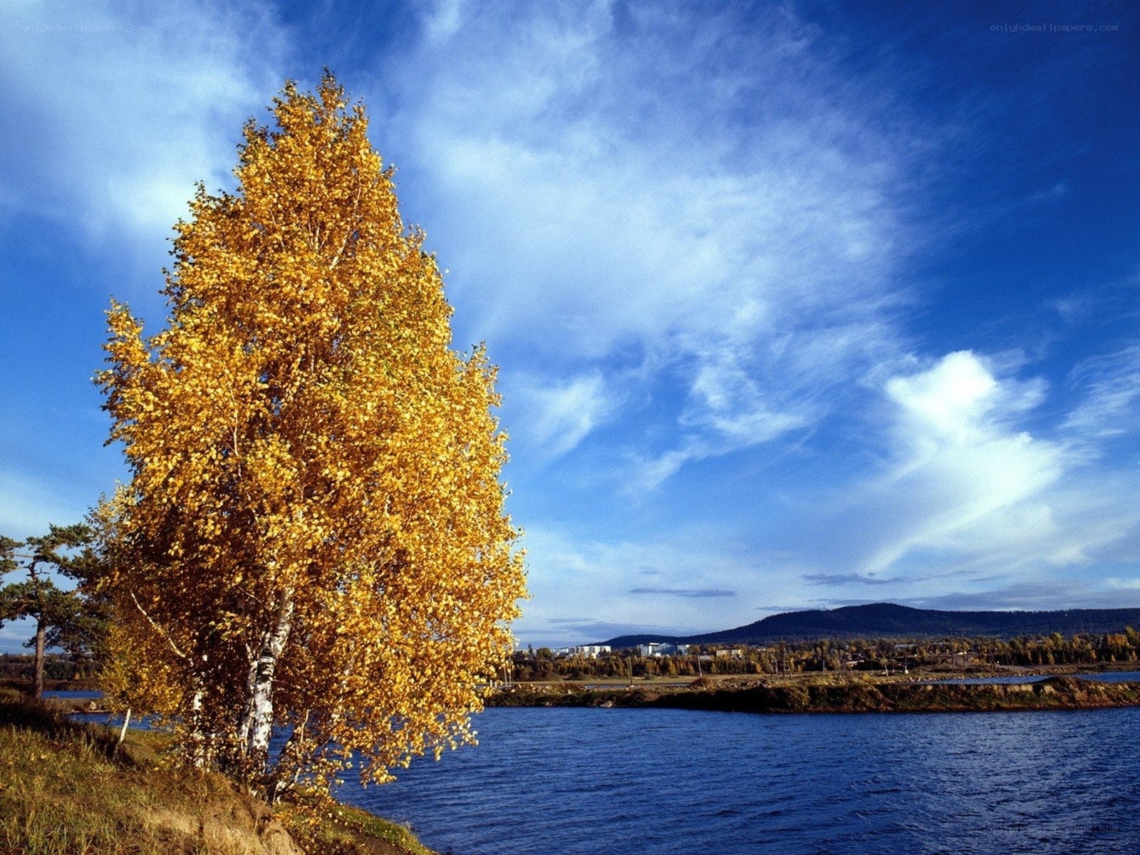 Autumn tree by the river