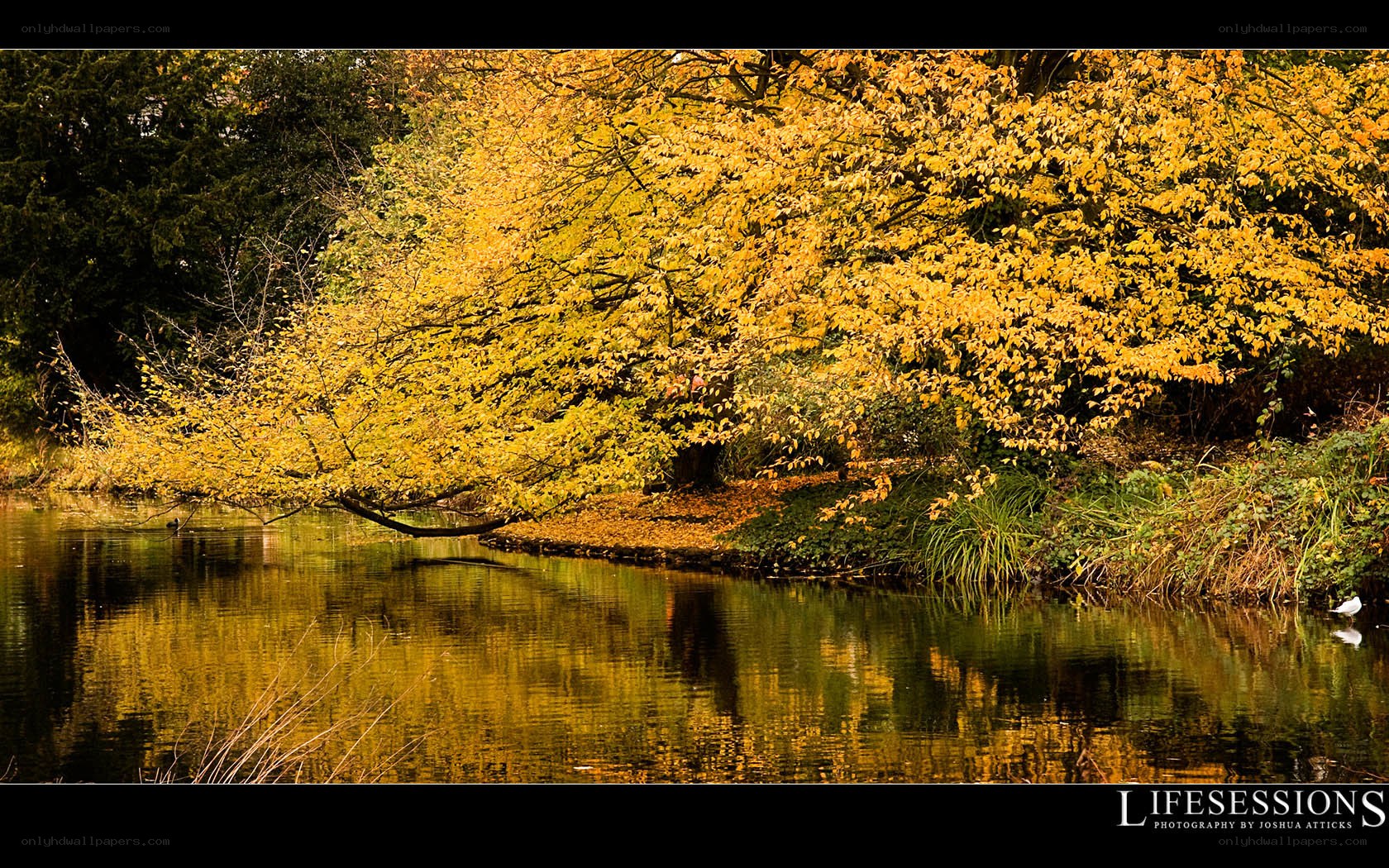 Autumn tree by the water