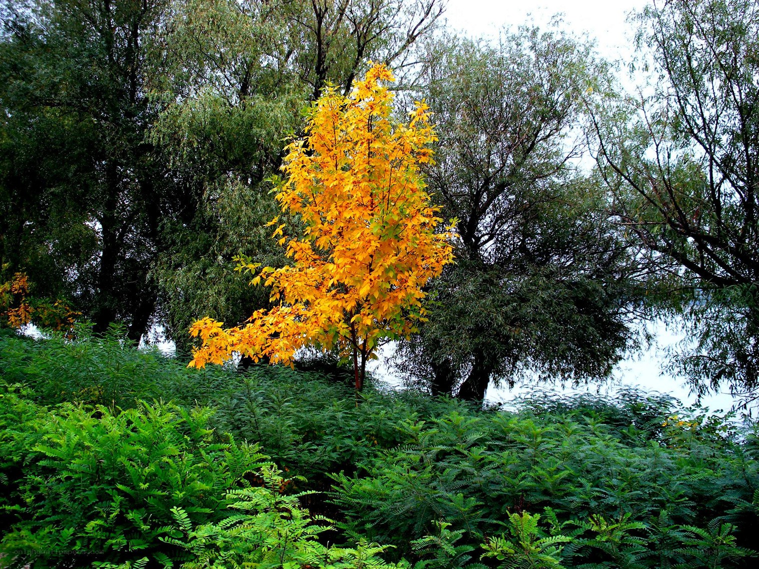 Autumn tree by the water