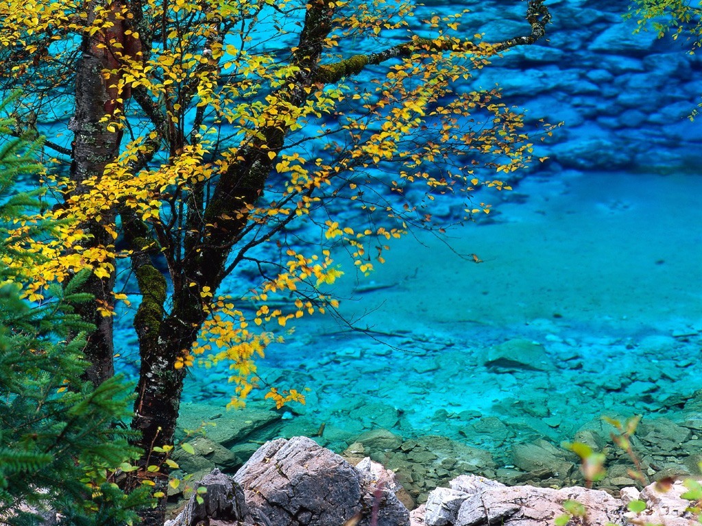 Autumn tree by turquoise lake