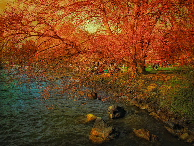 Autumn Tree by Water