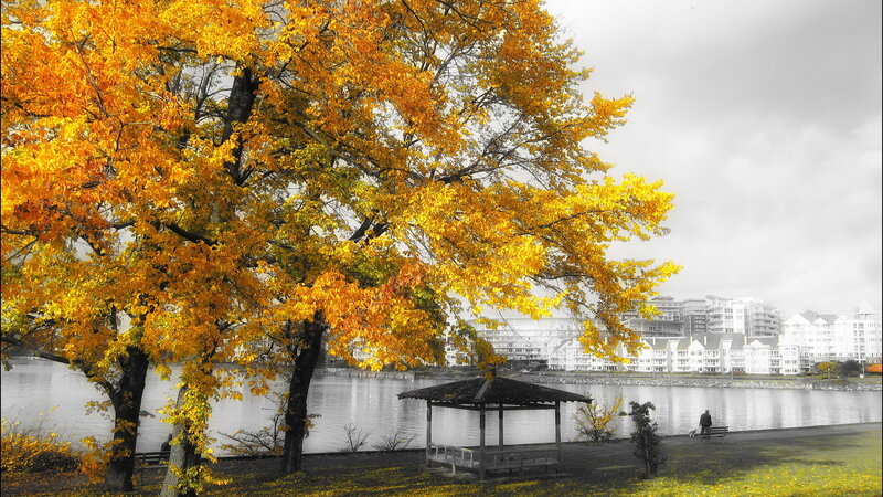 Autumn Tree by Water — Yellow, Serene, Photograph