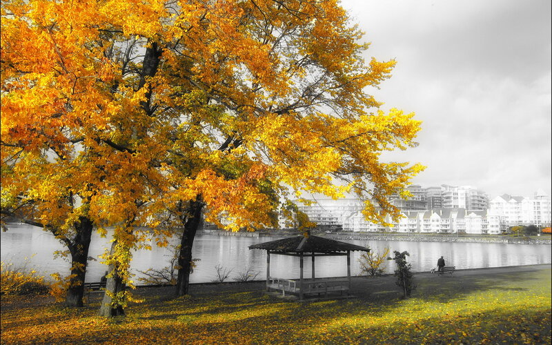 Autumn Tree by Water — Yellow, Serene