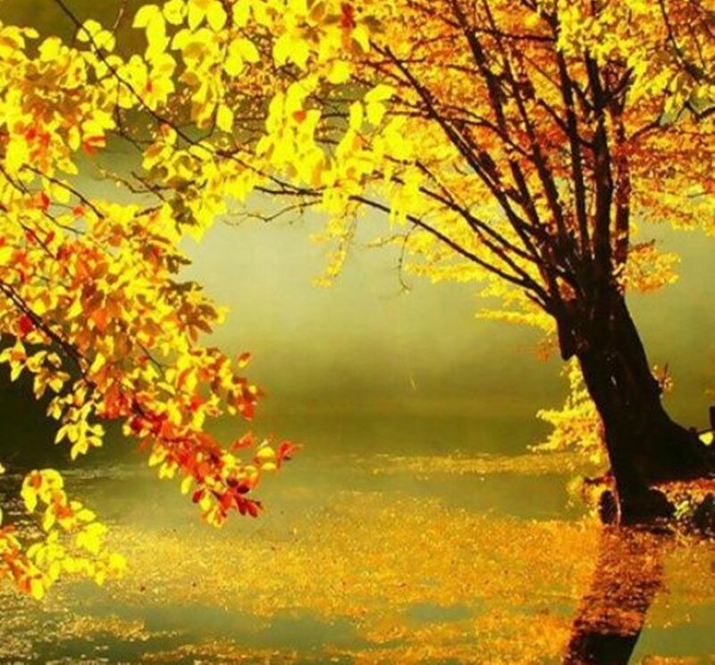 Autumn Tree by Water — Yellow