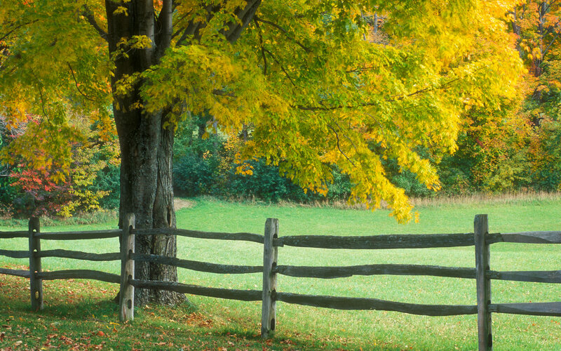 Autumn tree by wooden fence