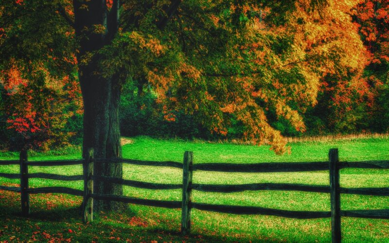 Autumn tree by wooden fence