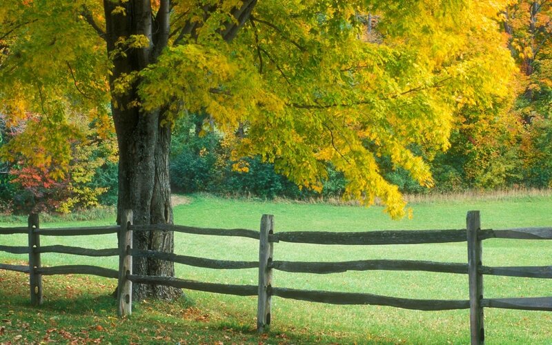 Autumn tree by wooden fence