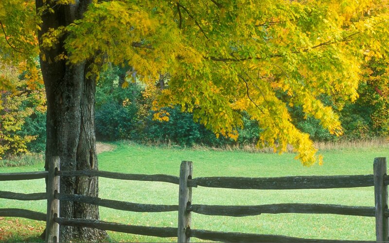 Autumn tree by wooden fence