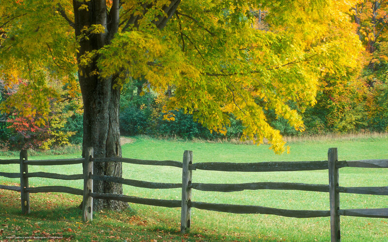 Autumn tree by wooden fence
