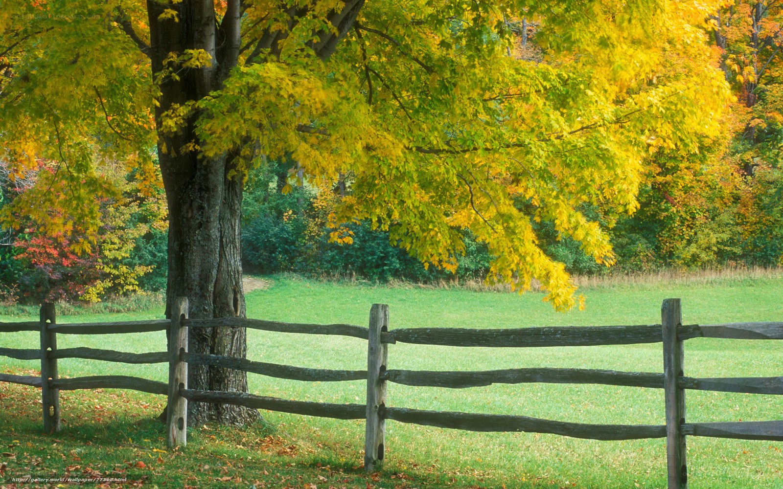 Autumn tree by wooden fence